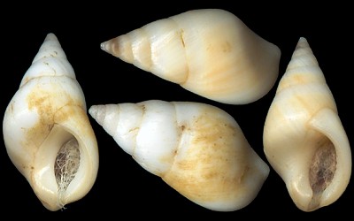 Hinea Brasiliana